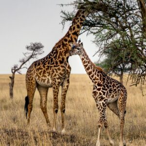 photography Tanzania safari vacation