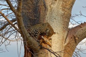 Ruaha safari Ruaha experience