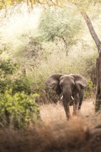 Private Lake Manyara Safari Operator