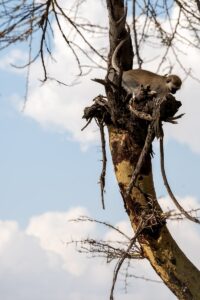 Ngorongoro Crater safari Lake Manyara trip