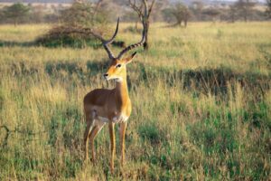 Private Tanzania safari cost deal