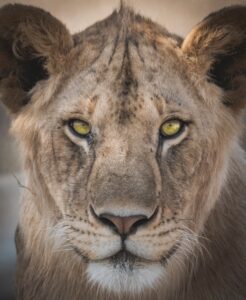 Tanzania safari package Serengeti adventure