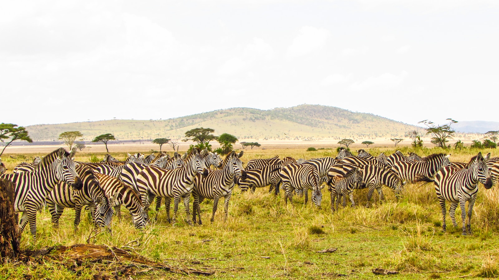 cheap Tanzania safari package planning