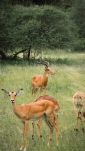 Tanzania safari tour Tanzania operator