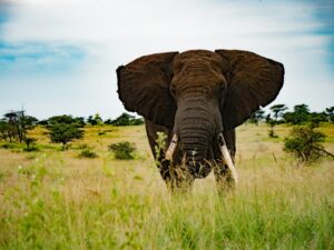 premium Tanzania safari travel guide