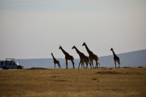 Tanzania Wildlife Safari Cost