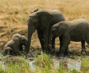 Family Tanzania safari itinerary cost