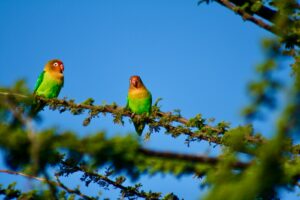 Tanzania safari package Serengeti adventure