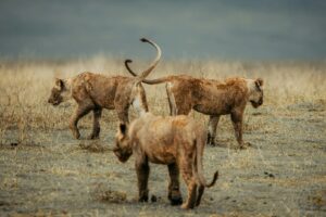 Cheap Ngorongoro Crater Safari Company