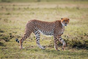 group Ngorongoro Crater safari operator