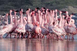 best Lake Manyara safari planning