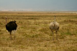 fly in Tanzania safari cost holiday