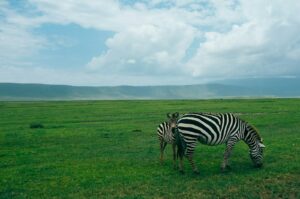Tanzania safari Serengeti planning