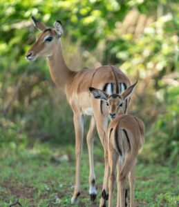 guided Ruaha safari adventure