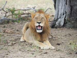 Photography Nyerere National Park Safari Vacation