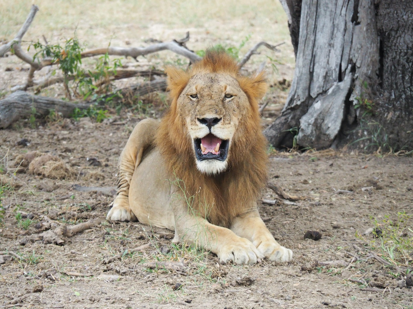 Photography Nyerere National Park Safari Vacation