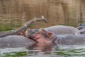Affordable Nyerere National Park Safari