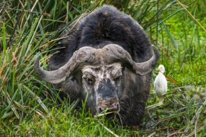 private Ngorongoro Crater safari tours