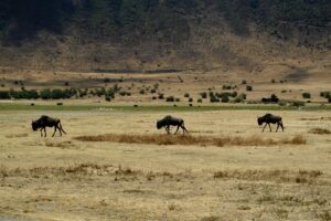 Serengeti safari Arusha planning