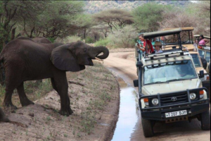 Lake Manyara safari Ruaha cost