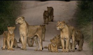 Luxury Ruaha Safari Operator