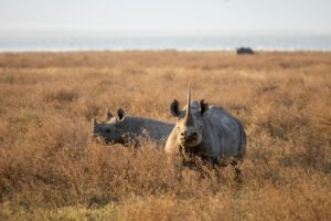 budget Ngorongoro Crater safari planning
