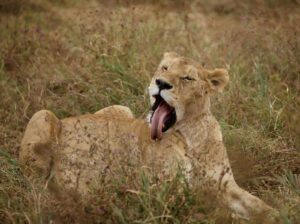 cheap Tanzania safari cost itinerary