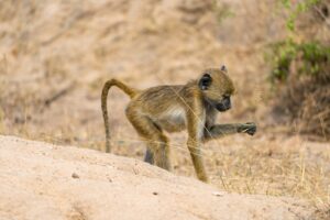 Nyerere National Park Safari Northern Circuit Packages