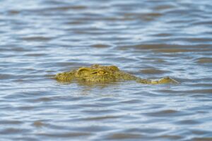 Nyerere National Park Safari Lake Manyara Itinerary