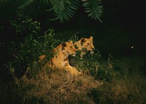 affordable Tanzania safari planning