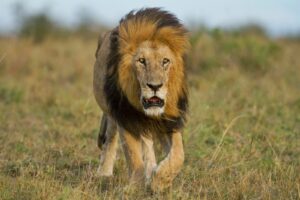 Best Serengeti safari planning