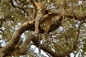 Budget Tanzania Safari Vacation