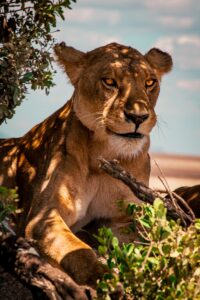 Tanzania safari cost Tarangire itinerary