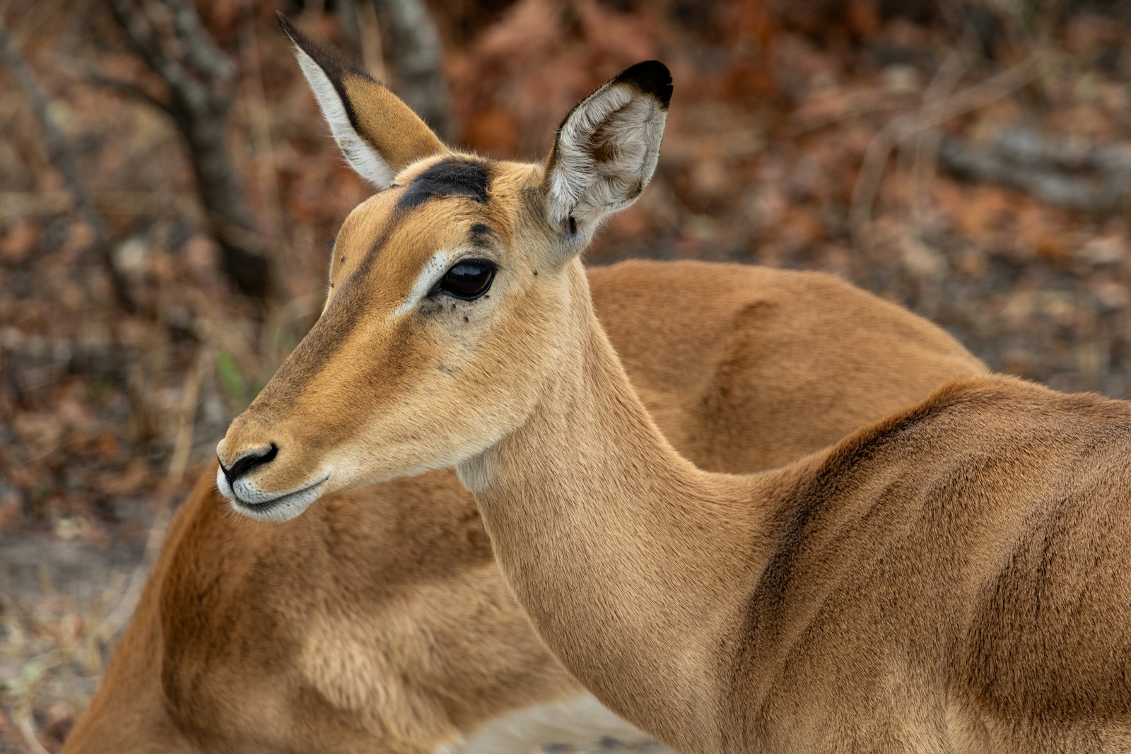 Tanzania safari Southern Circuit itinerary