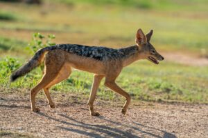 Tanzania wildlife safari Southern Circuit itinerary