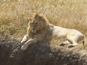 Cheap Tanzania Safari Adventure