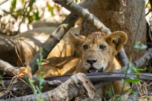 premium Nyerere national park safari holiday