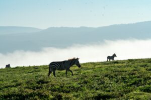 Tanzania safari Ngorongoro experience