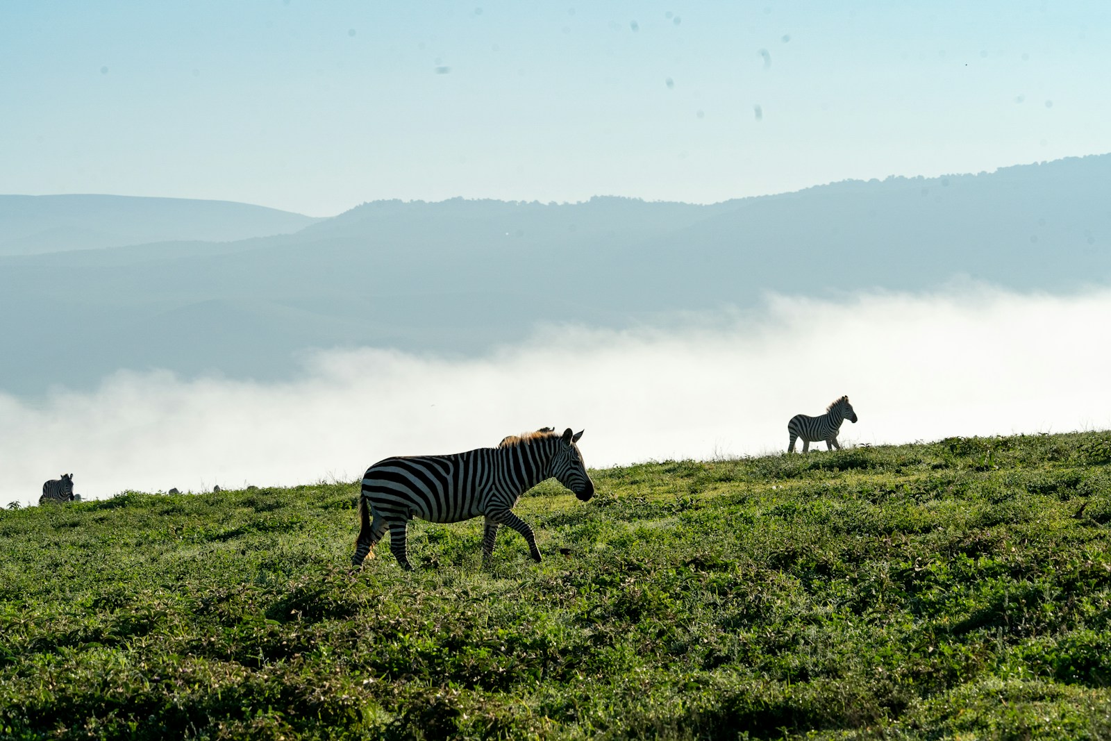 Tanzania safari Ngorongoro experience