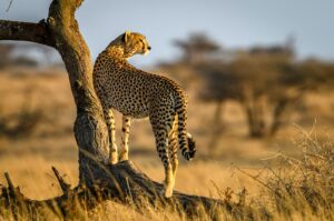 Tanzania safari itinerary cost