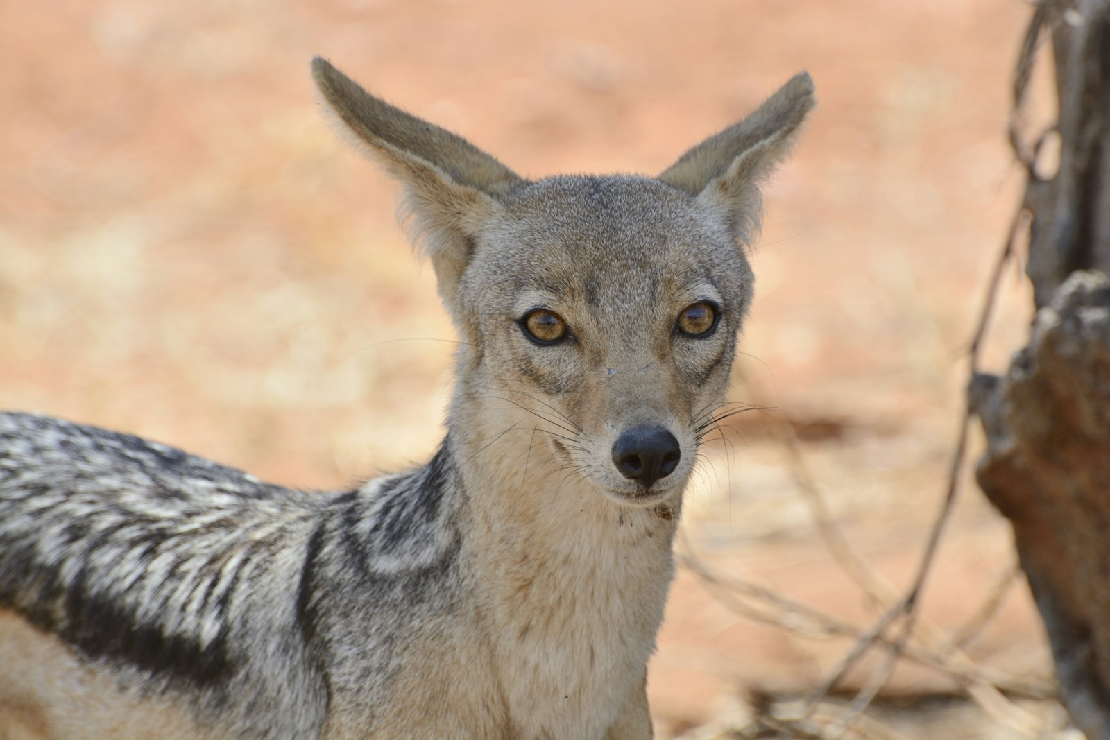 Ruaha safari Southern Circuit cost