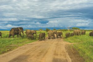 Tanzania safari package Tarangire packages