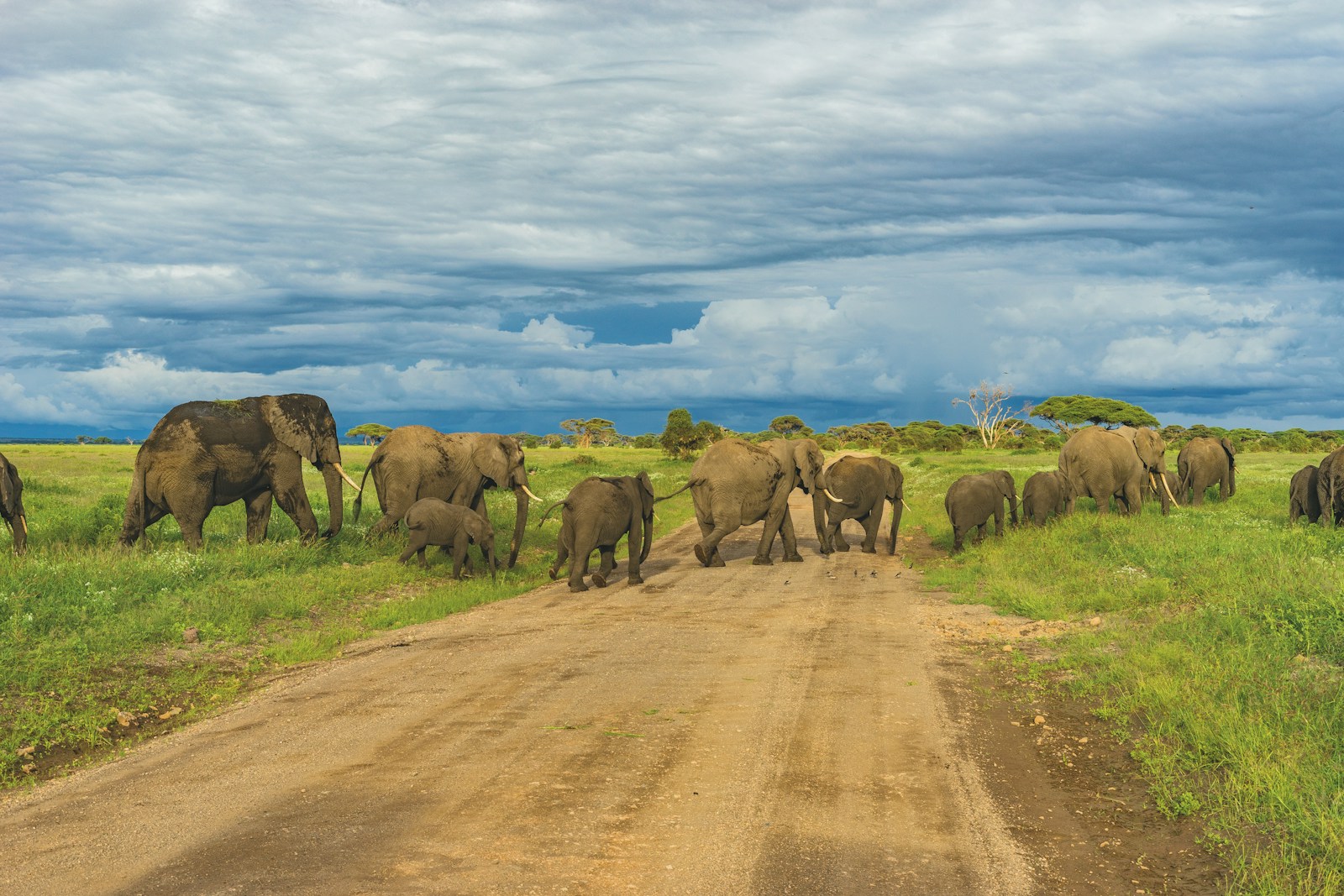 Tanzania safari package Tarangire packages
