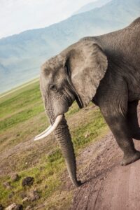 Ngorongoro Crater Safari Lake Manyara