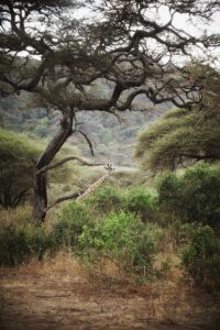 Lake Manyara safari Serengeti holiday