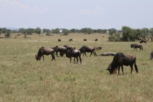 All-inclusive Tanzania safari tour packages