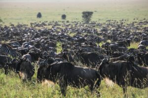 Affordable Serengeti safari deal