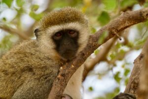 Top Tarangire Safari Tours