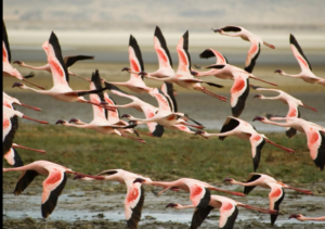 Lake Manyara Safari Zanzibar