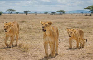 Nyerere National Park safari Serengeti tours